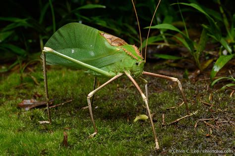 giant malaysian katydid|Giant Malaysian Katydid